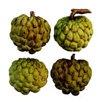 Custard Apple 02 or Annona squamosa