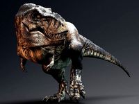 Tyrannosaurus Rex Sue Real Dinosaur Series