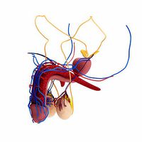 Male reproductive system