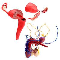 Female and Male reproductive system