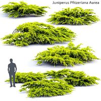 Juniperus Pfitzeriana Aurea 01