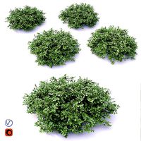 Cotoneaster