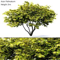 Acer Palmatum 01