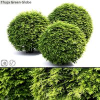 Thuja green globe 01