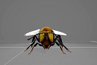 Bee Animation