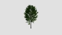 Fraxinus 53 AM250 Archmodel