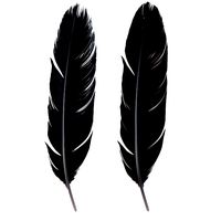 Crow Feather