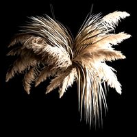 Previous Next Color palette Hanging Bouquet Of Dry Reeds For Decoration 266