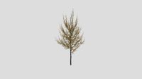 American Sycamore Autumn 64 AM250 Archmodel
