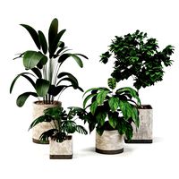 Indoor-plants-in-Concrete-Damaged-pack001