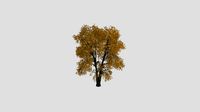 Tilia 29 AM258 Archmodel