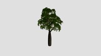 Brachychiton rupestris 22 AM238 Archmodels