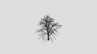 Southern Hackberry - Winter - 10 years old