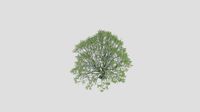 Sweetgum - Summer - 15 years old