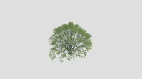 American Sweetgum - Summer - 20 years old