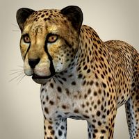Realistic Cheetah 3D Model