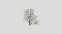 Chinese Crab Apple - Winter - 20 years old