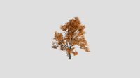 Fiddletree - Fall - 10 years old