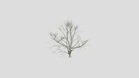 Chinese Crab Apple - Winter - 10 years old