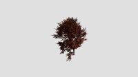 Showy Crabapple - Fall - 10 years old