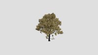 Patagonian Oak - Fall - 15 years old