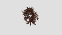 Purple Chokeberry - Fall - 15 years old