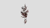 Japanese Flowering Crabapple - Fall - 5 years ol