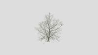 Tea Crabapple - Winter - 15 years old