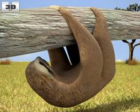 ThreeToed Sloth 3D Model