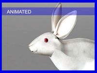 Rabbit Rigid 3D Model