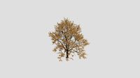 Dove Tree - Fall - 20 years old