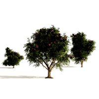 3 Elder Berry Fruit Trees