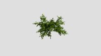 Common Fig - Summer - 5 years old