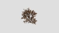 Oriental Raisin Tree - Fall - 10 years old