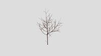 Seven-Sons Tree - Winter - 20 years old