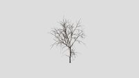 White Ash - Winter - 15 years old