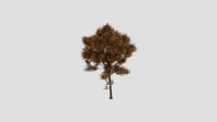 Chinese Ash Tree - Fall - 20 years old