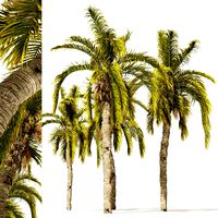 5 Queen Palm Trees