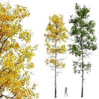 New Plant High detail Populus Tremuloides