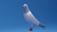 Cartoon Cute Pigeon Dove