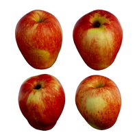 Sonya Apple