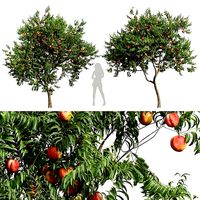 New Plant High detail Amygdalus Persica Peach