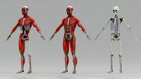 Human Body Anatomy Pack Rigged