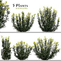 Set of Euphorbia palustris or Marsh spurge Plant - 5 Plants