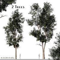 Set of Eucalyptus Robusta or Swamp mahogany Trees - 2 Trees