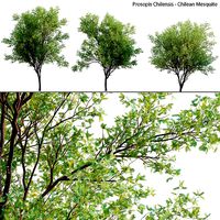Prosopis Chilensis - Chilean Mesquite - Group 01