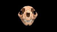 Cat skull PBR
