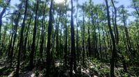 Unity Pack Nature Forest HQ trees
