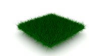 Grass