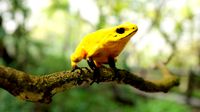 ARROW FROG